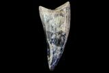Albertosaurus Premax Tooth - Alberta (Disposition #-) #67609-1